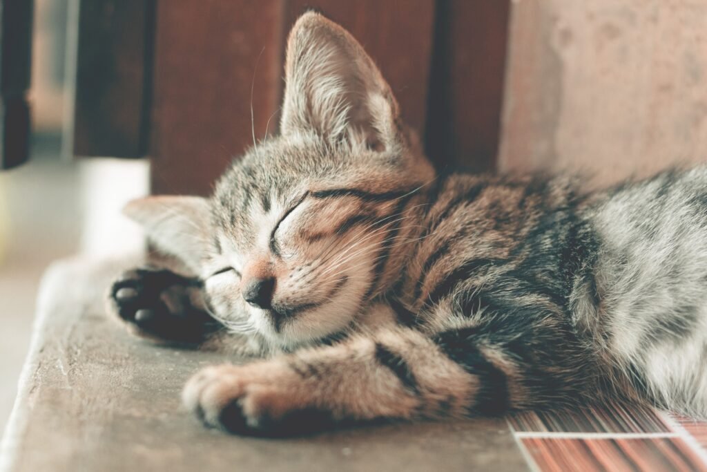 We Want to Gift Our 3-Month-Old Kitten to Someone for Adoption
