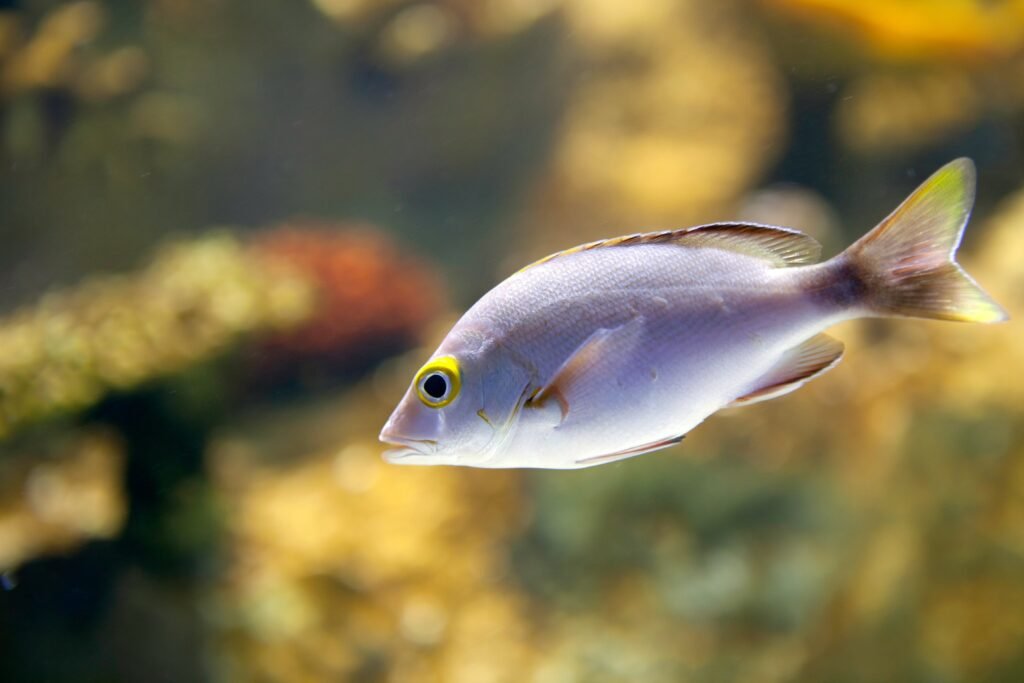 Fish with Aquarium Given Away Due to Work Pressure