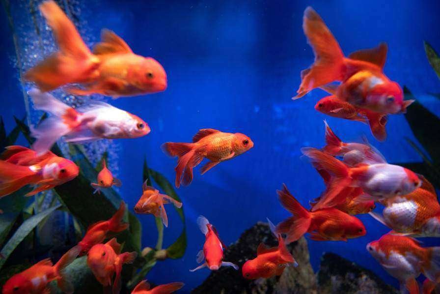 Aquarium fish and supplies 2